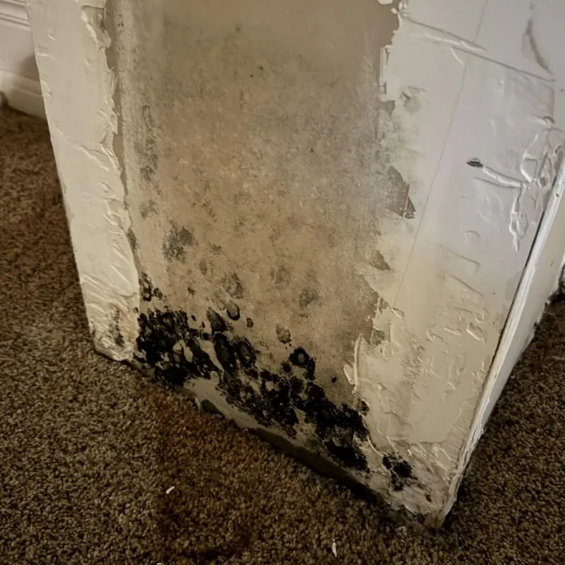 Professional Mold Removal in Des Allemands, LA